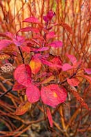 Cotinus Dummer Hybrids No 5 foliage and stems of Salix 'Yelverton' in autumn