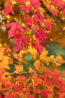 Liquidambar foliage in autumn