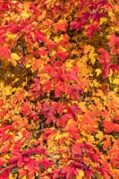 Liquidambar foliage in autumn