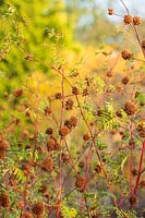Glycyrrhiza yunnanensis seedheads in autumn