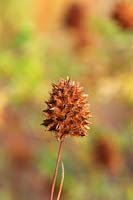 Glycyrrhiza yunnanensis seedheads in autumn