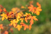 Liquidambar orientalis 'M. Foster' foliage in autumn