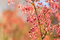 Sorbus pseudohupehensis 'Pink Pagoda' berries in autumn