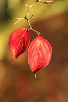 Cornus kousa var. chinensis foliage in autumn