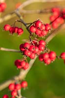 Crataegus persimilis 'Prunifolia Splendens' - Hawthorn berries in autumn