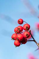 Crataegus persimilis 'Prunifolia Splendens' - Hawthorn berries in autumn