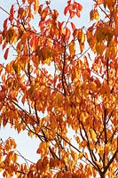 Prunus 'Shizuka' foliage in autumn