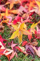 Fallen Liquidambar leaves in autumn