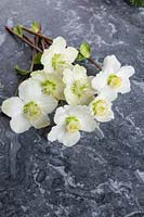 Helleborus niger 'Christmas Rose' - cut Hellebore flowers - on a marble surface