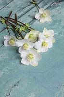 Helleborus niger 'Christmas Carol' - white Hellebore flowers - on a rustic painted wooden table