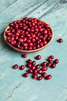 Vaccinium - Cranberries - in a wooden bowl on a rustic painted wooden table