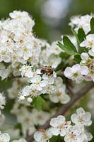 Bee on Crataegomespilus dardarii 'Jules D'Asnieres'