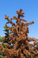 Conifer tree with Phtyophtora - Dieback disease on leaves.