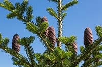 Abies nephrolepis - Khingan fir tree with emerging purplish blue erect cones in early summer.