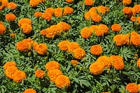 Tagetes erecta 'Marvel Orange' - African Marigold flowers.