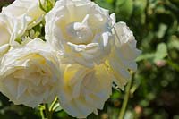 Rosa 'Paloma Blanca' - Shrub Roses.