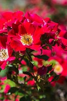 Rosa 'Carefree Spirit' - Shrub Roses with an Apis - honeybee foraging for nectar.