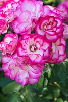 Rosa 'Tabris' - Floribunda Roses.