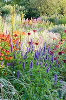 Herbaceous borders at Bluebell Cottage Gardens, Dutton, Cheshire. Planting includes Helenium 'Sahins Early Flowerer', Agastache 'Liquorice Blue', Salvia nemorosa 'Amethyst', Stipa 'Wind Whispers', and Monarda 'Jacob Kline'.