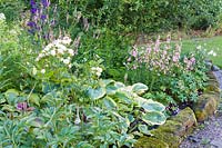 Herbaceous borders at Bluebell Cottage Gardens, Dutton, Cheshire. Planting includes roses, Hostas, Japanese anemones and Penstemons.