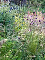 Herbaceous borders at Bluebell Cottage Gardens, Dutton, Cheshire. Planting includes Stipa tenuissima, Echinops ritro and Verbena bonariensis.