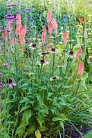 Herbaceous borders at Bluebell Cottage Gardens, Dutton, Cheshire. Pictured are Kniphofia 'Timothy' and Echinacea 'Green Envy'.