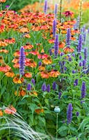 A herbaceous border at Bluebell Cottage Gardens, Dutton, Cheshire. Planting includes Helenium 'Sahins Early Flowerer' and Agastache 'Liquorice Blue'.