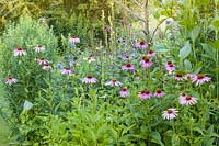 Echinacea purpureas in a herbaceous border at Bluebell Cottage Gardens, Dutton, Cheshire.