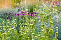 Herbaceous borders at Bluebell Cottage Gardens, Dutton, Cheshire. Planting includes Phlomis russeliana and Echinacea purpurea