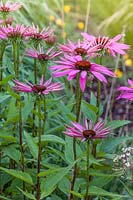 Echinacea purpureas in a herbaceous border at Bluebell Cottage Gardens, Cheshire.