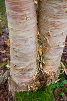 Betula ermanii - Erman's Birch