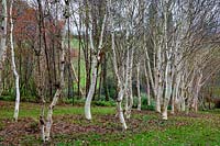 Stand of Himalayan Birch trees - Betula at Stone Lane Garden, Chagford, Devon, England
