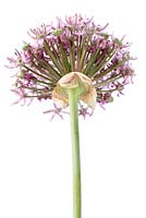 Allium  'Pink Jewel'  Ornamental onion  