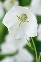 Campanula carpatica f. alba  Tussock bellflower  Carpathian harebell 
