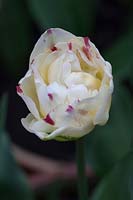 Tulipa 'Sanne'