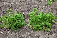 Overwintered parsley, Parsley 'Moss Curled'. 