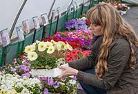 Woman buying bedding plants in Garden Centre, yellow petunias, Perry's Garden Centre, Broxted, Essex. Looking at label.