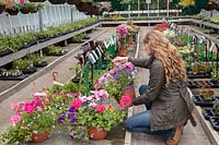 Lady buying potted plants in greenhouse at garden centre. Perry's garden centre, Broxted.