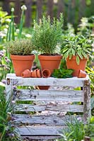 Display of potted herbs on a crate. Rosemary, thyme and sage.