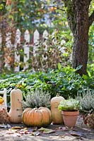 Autumn harvest scene with pumpkins and container pots.