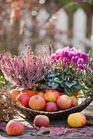 Autumn arrangement on table with Cyclamen persicum, Calluna vulgaris and apples.