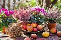 Autumn arrangement on table with Cyclamen persicum, Calluna vulgaris, apples and dried hydrangea flower.
