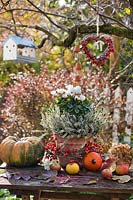 Autumn display with Cyclamen persicum, Calluna vulgaris, rosehip wreath and apples.