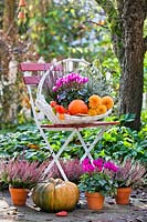 Floral arrangement wit Calluna vulgaris, Cyclamen persicum, dahlias and pumpkins.
