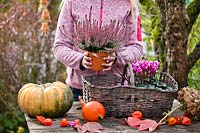 Woman making an autumn arrangements with Cyclamen persicum and Calluna vulgaris.