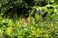 Mixed foliage bed with Geranium phaeum 'Album', Aspidistra elatior, Farfugium, Aquilegia vulgaris and ferns. The Resilience Garden. RHS Chelsea Flower Show 2019.