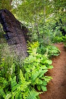 The path in woodland garden with amongst Rodgersia podophylla, ferns Dryopteris cycadina and burnt oak timber. The M and G Garden. 
RHS Chelsea Flower Show 2019 Gold medal winner, Best Show Garden 