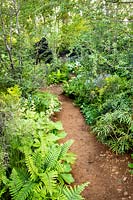 The path in woodland garden amongst Rodgersia podophylla, and ferns Dryopteris cycadina. The M and G Garden. Sponsor: M and G, RHS Chelsea Flower Show 2019. Gold medal winner, Best Show Garden 