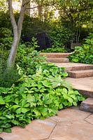 The M and G Garden. Carpinus betulus underplanted with Rodgersia podophylla and Hosta 'Devon green' and Farfugium giganteum by the path and the staircase of ironstone platforms. Sponsor: M and G, RHS Chelsea Flower Show 2019. Gold medal winner, Best Show Garden 