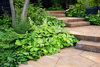 The M and G Garden. Carpinus betulus underplanted with Rodgersia podophylla and Hosta 'Devon green' and Farfugium giganteum by the path and the staircase of ironstone platforms.  Sponsor: M and G, RHS Chelsea Flower Show 2019. Gold medal winner, Best Show Garden 